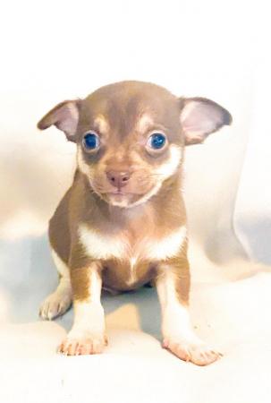 Image 7 of Adorable Kennel Club Registered Chihuahua Puppies