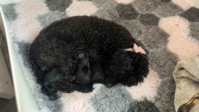 Image 9 of 7 weeks old toy poodle puppy kc registered 1 male available