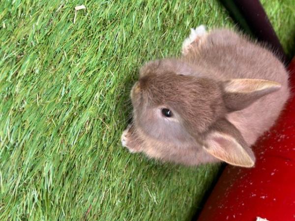 Image 3 of Netherland dwarf baby bunnies