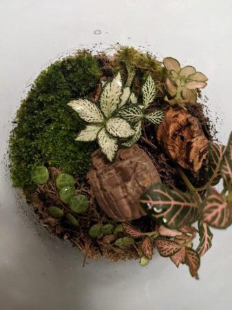 Image 5 of Glass Jar Terrarium with Fittonias Moss and Peperomia
