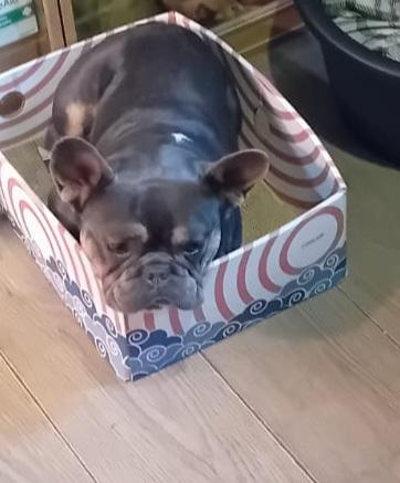 Image 3 of Male frenchie looking for new home