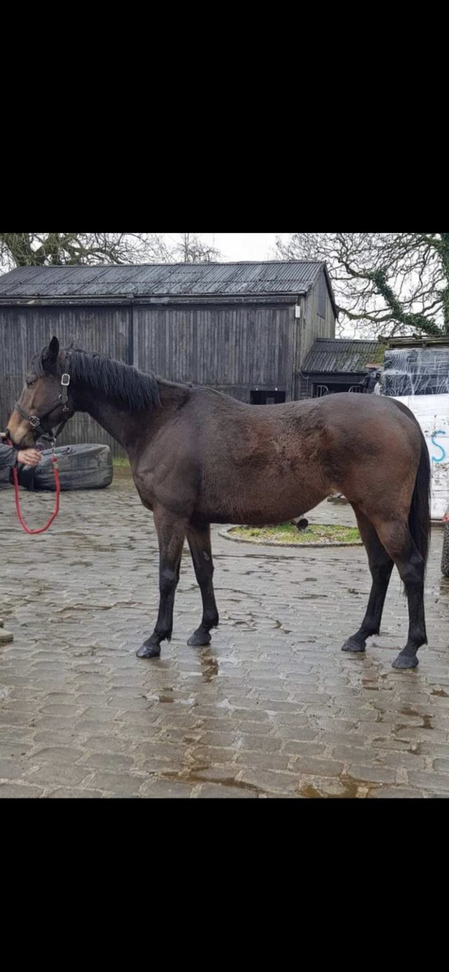 Preview of the first image of Bay TB Mare… potential ROR, excellent broodmare.