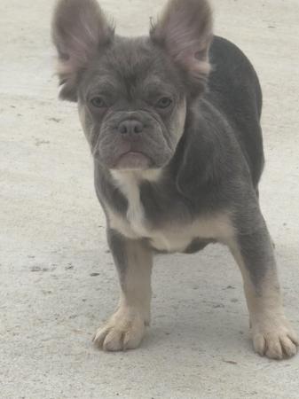 Image 1 of French bulldog puppies , ready now , KC reg , microchipped