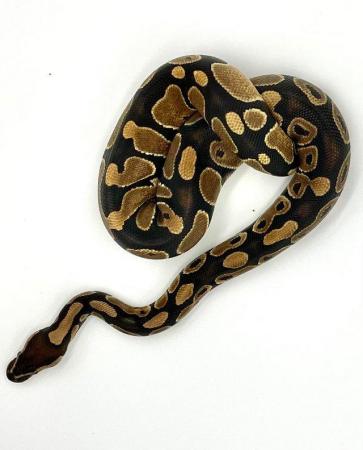 Image 3 of Cb 2022 ball pythons hatchlings