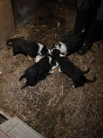 Image 5 of Border collie puppies microchip and health checked
