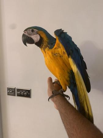 Image 7 of Baby HandReared Silly Tame Cuddly Blue & Gold Macaw