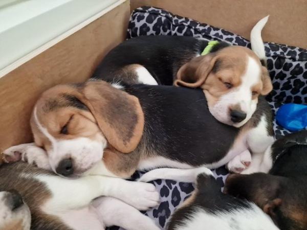 Image 14 of Adorable beagle puppy - ready for a new home