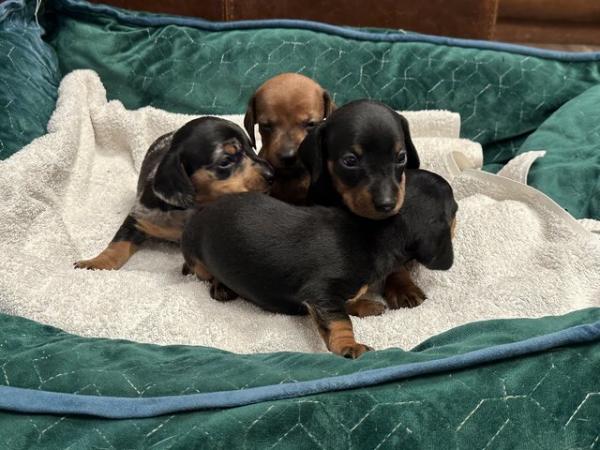 Image 6 of Pra clear kc reg miniature dachshunds