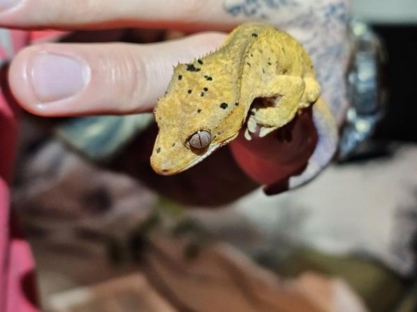 Image 6 of Baby dalmatian crested gecko poss super dal