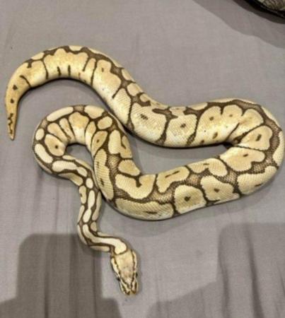Image 9 of Low price ALL MUST GO Whole collection of ball pythons (8)