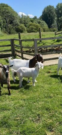 Image 3 of Wether Goat Kids. Boer X British Alpine