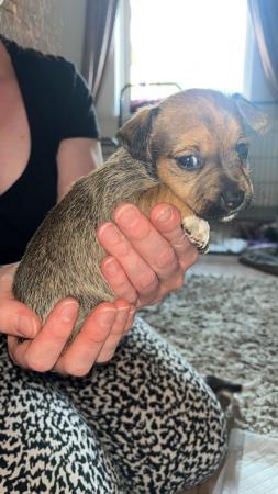 Image 8 of Jack Russell puppies for sale (only 4 boys left)