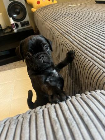Image 4 of GORGEOUS PUGS, ALL BLACK, ONE BOY LEFT, READY TO LEAVE