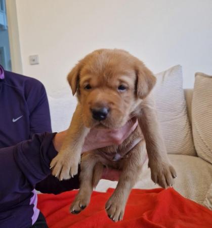 Image 15 of KC registered Fox Red Labrador puppies