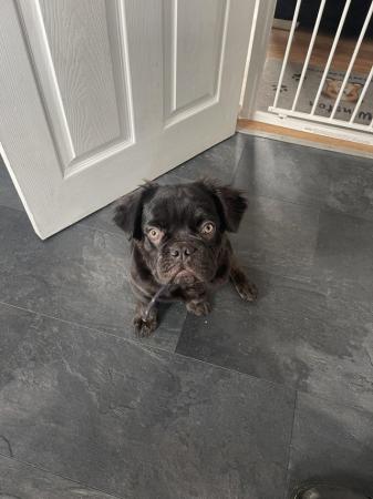 Image 10 of Fluffy French bulldogs x2 male