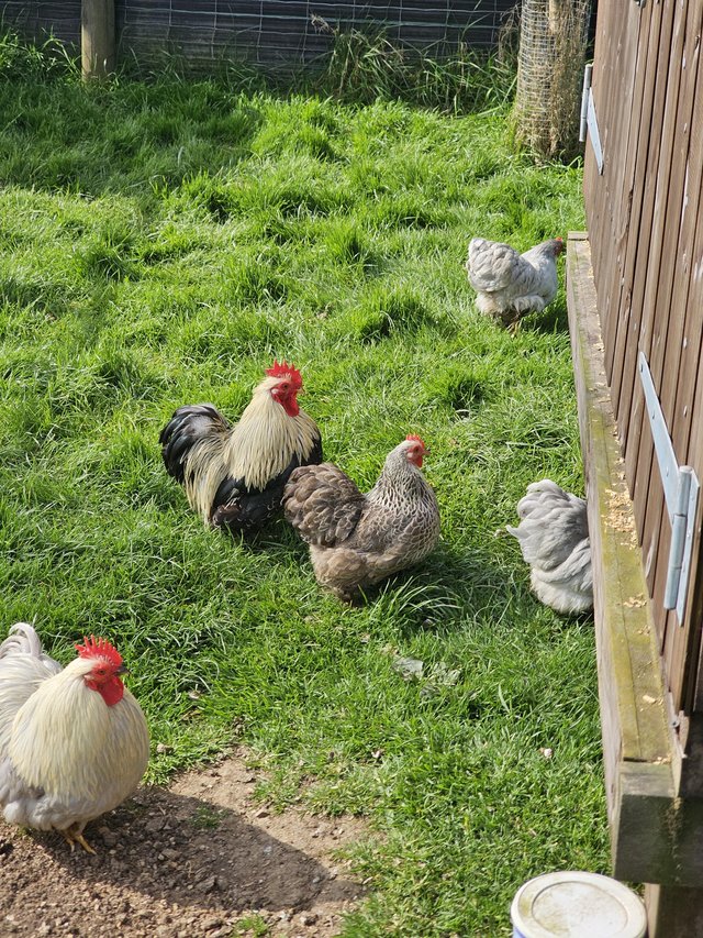 Preview of the first image of Pair of bantams and pekins.
