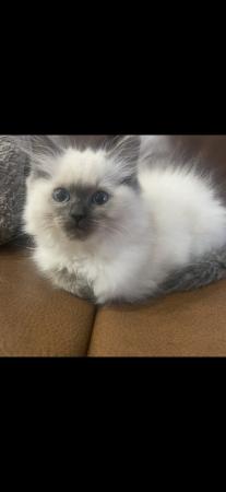Image 5 of Pure breed blue eyed male Ragdoll