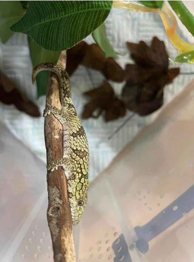 Preview of the first image of Various Chameleon Geckos (Eurydactylodes) available.
