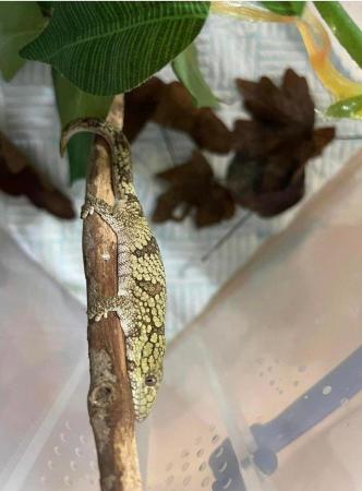 Image 1 of Various Chameleon Geckos (Eurydactylodes) available