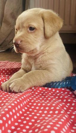 Image 16 of Labrador Puppies, KC Registered, Helsby , Cheshire