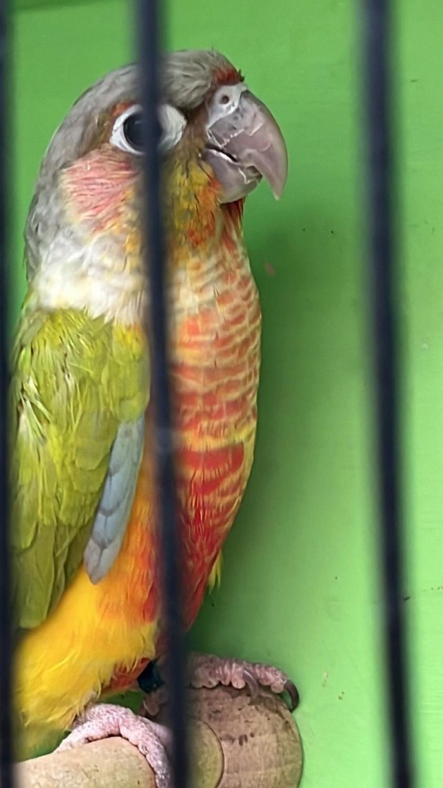 Preview of the first image of Greencheek Conure Mutations.