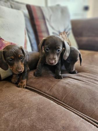 Image 2 of Lovely playful puppies ready for new homes