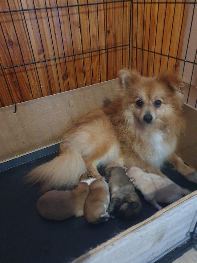 Preview of the first image of pomeranian puppys 3 week old.