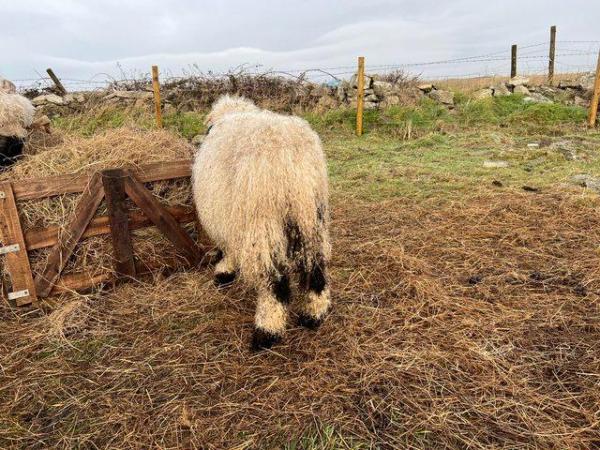 Image 3 of Pedigree Valais Blacknose Ram Lamb