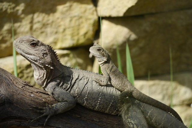 Image 7 of Baby Male Australian Water Dragons (CB Aug 23)