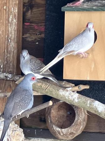 Image 2 of Diamond doves aviary birds
