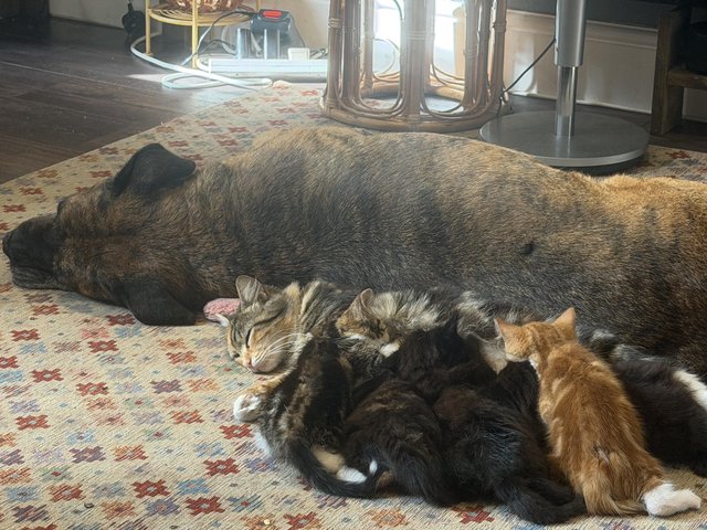 Ready now Ragdoll cross kittens — photo 3 of 4