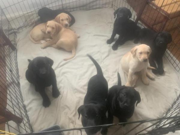 Image 4 of Quality KC Registered Health Tested Parents Labrador Puppies