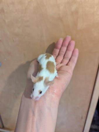 Image 4 of 6 Week old tame Mice. Pets or breeding
