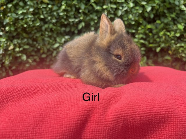 Preview of the first image of Mini double maned lionhead and mini lops.