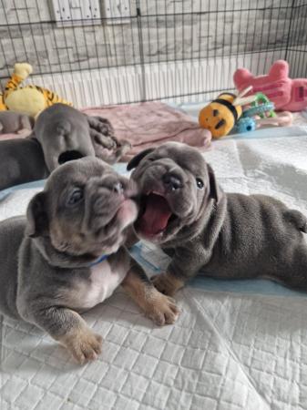 Image 12 of Litter of 7 french bulldogs