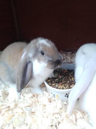 Image 2 of 8 week old French/English Lop babies Blackpool