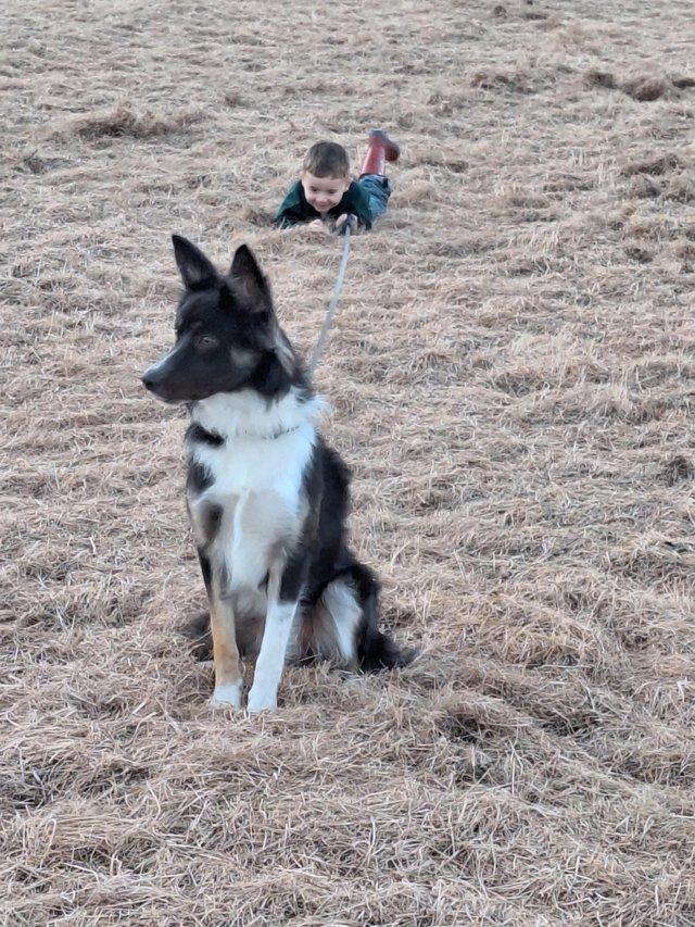 For rehoming my border collie — photo 2 of 4