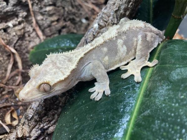 Image 4 of Adult female harlequin tailess crested gecko