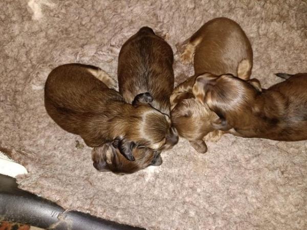 Image 13 of Dachshunds - Miniature Long Haired