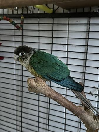 Image 3 of Female breeding conure ( breeding and for avery)