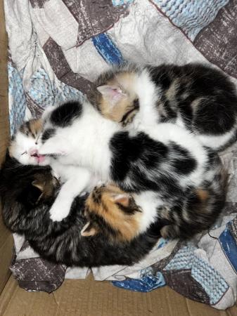Image 2 of Mixed litter of 5 gorgeous tabby kittens