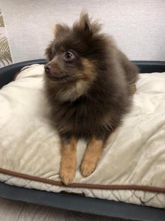 Image 3 of Kc registered lilac and tan pomeranian boy