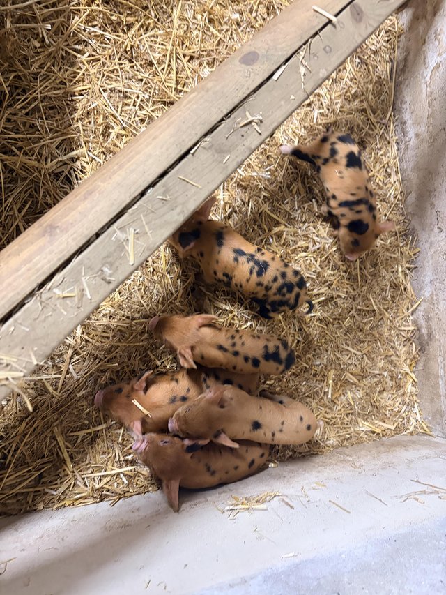 Kune kune piglets for sale — Pets & Animals in Colchester