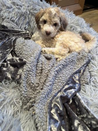Image 9 of Cockapoo puppies looking for their forever home