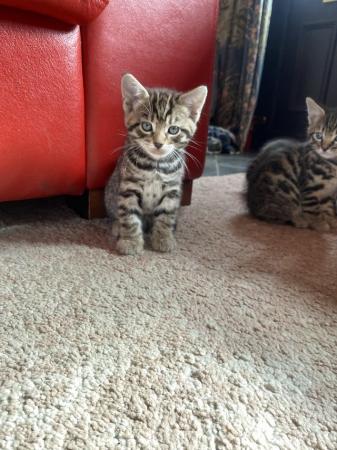 Image 6 of Bengal x savanna kittens for sale