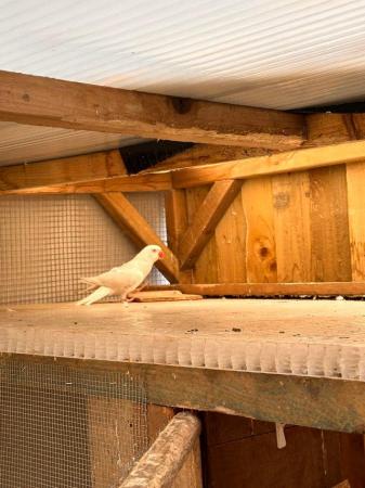 Image 2 of Indian Ringnecks for sale white - albinos