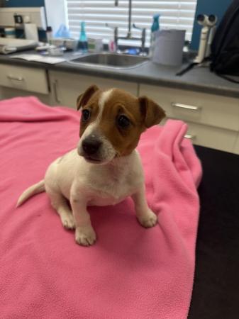 Image 4 of Traditional miniature short legged jackrussel pups