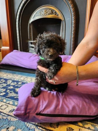 Image 20 of Beautiful tiny toy poodle puppies READY NOW