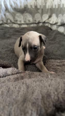 Image 1 of KC registered whippet puppies