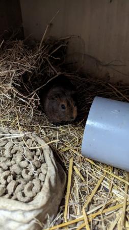 Image 2 of Young male guinea pigs for sale